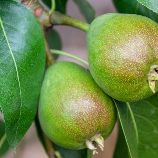 Klein fruit